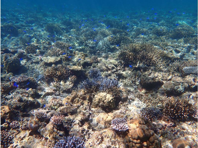 船で行く幻の島上陸＆ウミガメシュノーケリング【半日3時間コース！ウミガメに会える！写真データ無料☆送迎無料☆秘境の島で感動体験！】の紹介画像