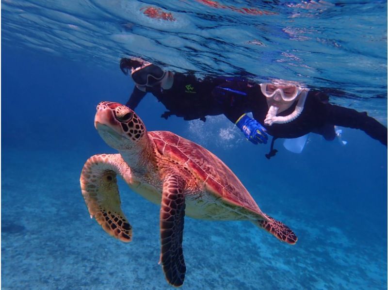 【宮古島/１組貸切】★スキンダイビング★ウミガメと泳げるシュノーケリングツアー！遭遇率100%継続中！ウミガメ・ニモ・珊瑚全部をご案内！！の紹介画像