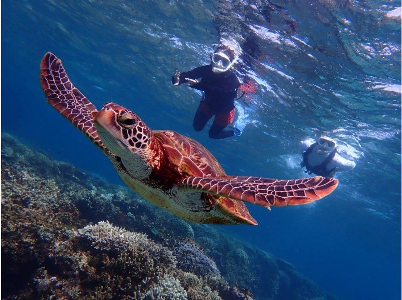 【宮古島/１組貸切】★スキンダイビング★ウミガメと泳げるシュノーケリングツアー！遭遇率100%継続中！ウミガメ・ニモ・珊瑚全部をご案内！！の紹介画像