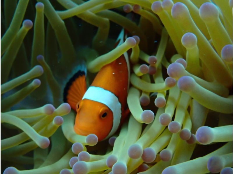 【宮古島/１組貸切】★スキンダイビング★ウミガメと泳げるシュノーケリングツアー！遭遇率100%継続中！ウミガメ・ニモ・珊瑚全部をご案内！！の紹介画像