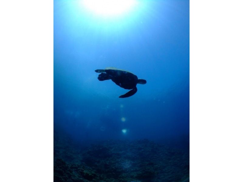 ☆2月オープン　期間限定50％割引実施中☆沖縄・青の洞窟☆FUNダイビングツアー☆オプション代全て含むの紹介画像