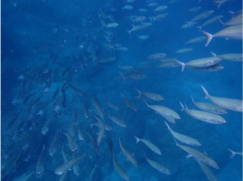 ☆2月オープン　期間限定50％割引実施中☆沖縄・青の洞窟☆FUNダイビングツアー☆オプション代全て含むの紹介画像