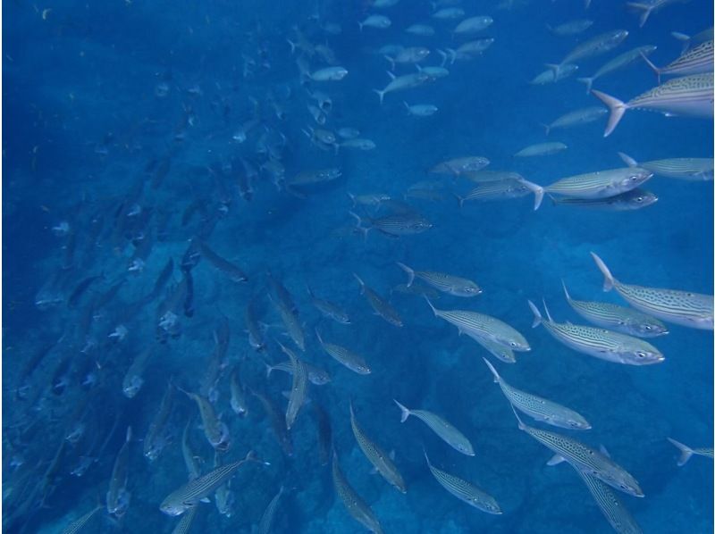 ☆2月オープン　期間限定50％割引実施中☆沖縄・青の洞窟☆FUNダイビングツアー☆オプション代全て含むの紹介画像