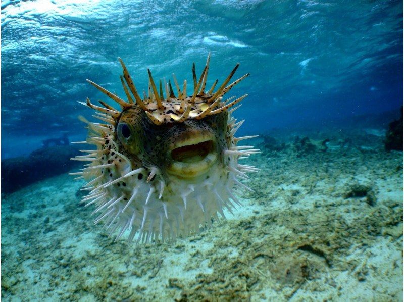 ☆2月オープン　期間限定50％割引実施中☆沖縄・青の洞窟☆FUNダイビングツアー☆オプション代全て含むの紹介画像