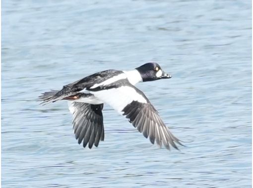 【船から撮る】仙台湾の海鳥・野鳥観察・撮影クルーズ|5名様まで乗船OK!・貸切プラン♪ 【船から撮る】仙台湾の海鳥・野鳥観察・撮影クルーズ|5名様まで乗船OK!・貸切プラン♪