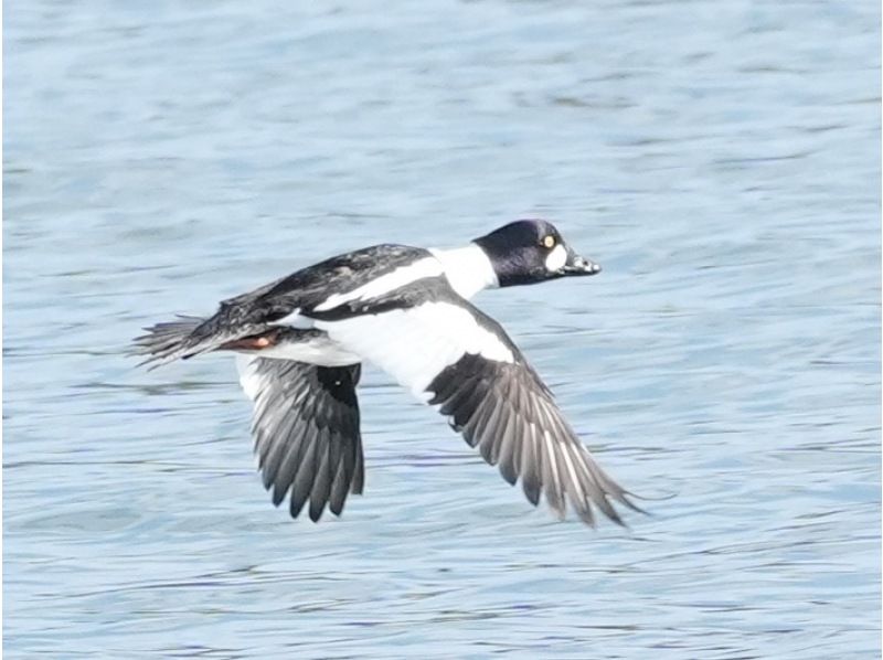【船から撮る】仙台湾の海鳥・野鳥観察・撮影クルーズ｜5名様まで乗船OK！・貸切プラン♪の紹介画像