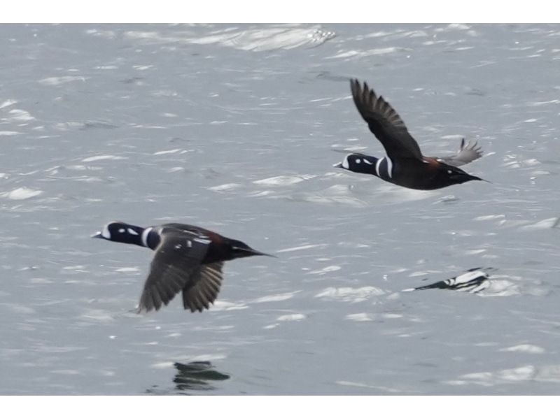 【船から撮る】仙台湾の海鳥・野鳥観察・撮影クルーズ｜5名様まで乗船OK！・貸切プラン♪の紹介画像