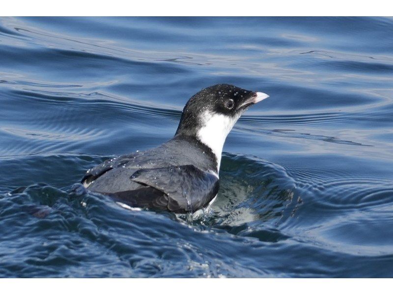 【船から撮る】仙台湾の海鳥・野鳥観察・撮影クルーズ｜5名様まで乗船OK！・貸切プラン♪の紹介画像