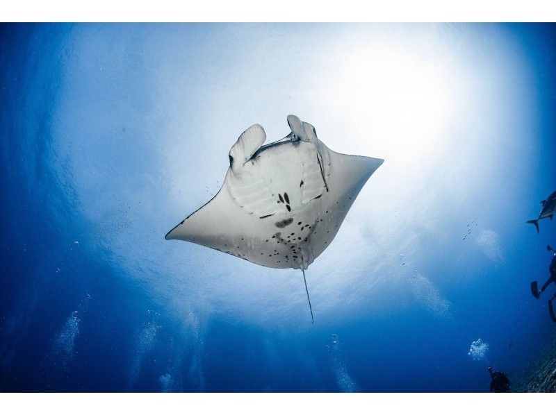 【那覇発！】慶良間諸島 ファンダイビング2ダイブ｜4名様～の参加OK｜自社ボート｜器材レンタル無料｜初心者大歓迎｜安心ガイドの紹介画像