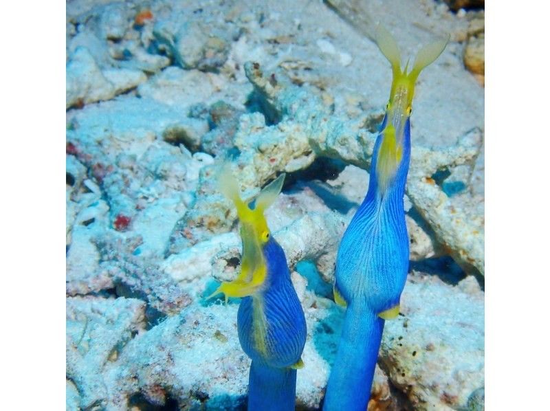 【那覇発！】慶良間諸島 ファンダイビング2ダイブ｜2名様～3名様の参加OK｜自社ボート｜器材レンタル無料｜初心者大歓迎｜安心ガイドの紹介画像