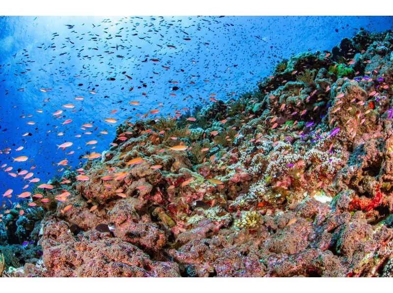 【慶良間諸島】PADIオープンウォーター取得コース｜２日間４ダイブ｜4名様～で参加OK｜事前学習あり｜少人数で安心サポートの紹介画像