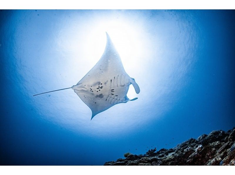 【慶良間諸島】PADIオープンウォーター取得コース｜２日間４ダイブ｜4名様～で参加OK｜事前学習あり｜少人数で安心サポートの紹介画像