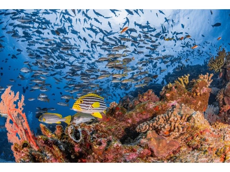 【沖縄・那覇】慶良間諸島体験ダイビング２ダイブ＋シュノーケリング｜4名様以上の参加OK｜初めてでも安心｜泳げなくてもOKの紹介画像