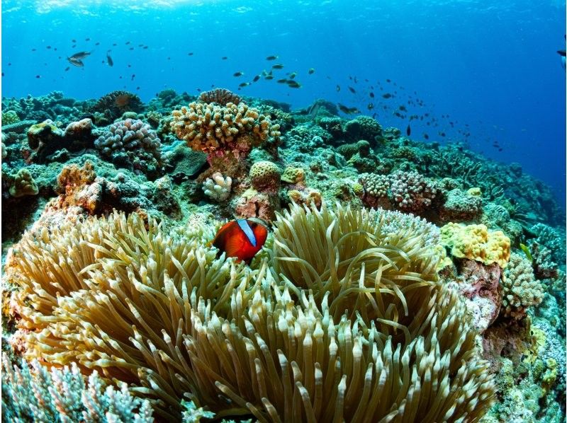 【沖縄・那覇発】慶良間諸島シュノーケリング｜初心者大歓迎｜4名様以上で参加OK｜器材レンタル付の紹介画像