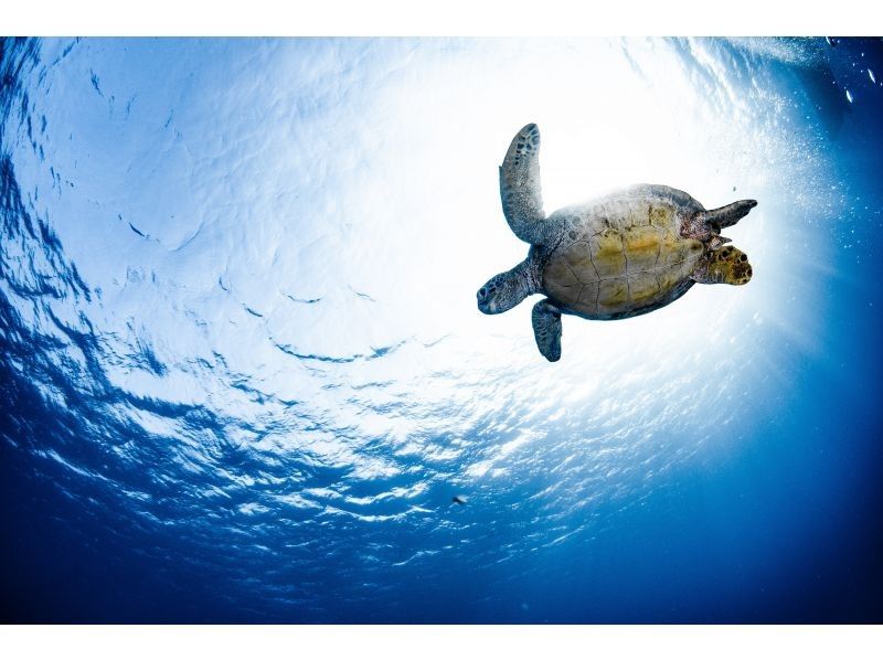 【沖縄・那覇発】慶良間諸島シュノーケリング｜初心者大歓迎｜2名様～3名様で参加OK｜器材レンタル付の紹介画像