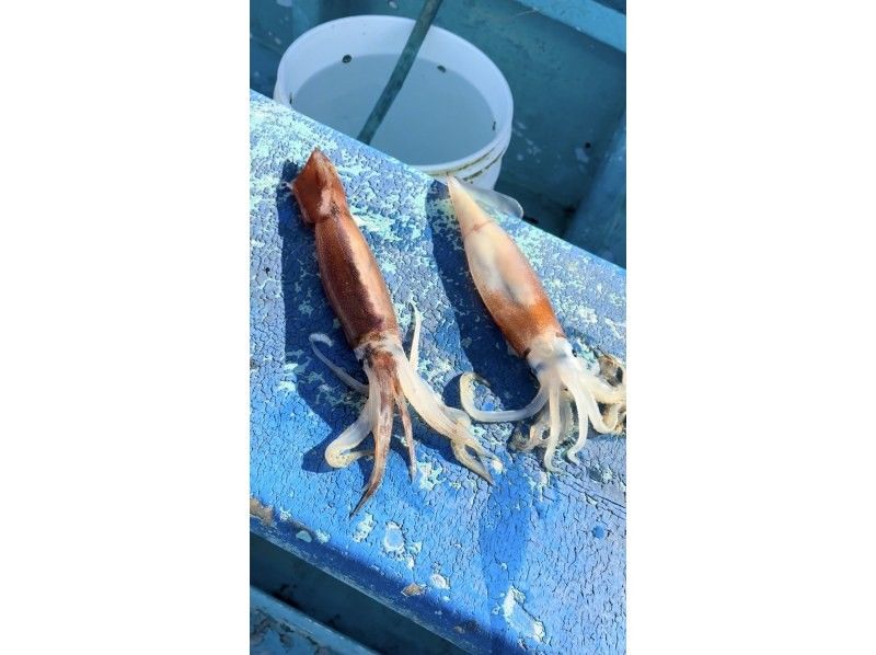 【千葉・勝浦】《八幡丸》イカの船釣り体験！初心者歓迎！乗合プランの紹介画像
