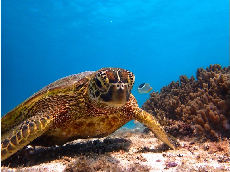 ☆春休み企画！学生グループ割セール☆【送迎無料やバスタオル貸出あり】セットでお得なシュノーケルツアー&クリアＳＵＰ体験☆【宮古島・沖縄】の紹介画像