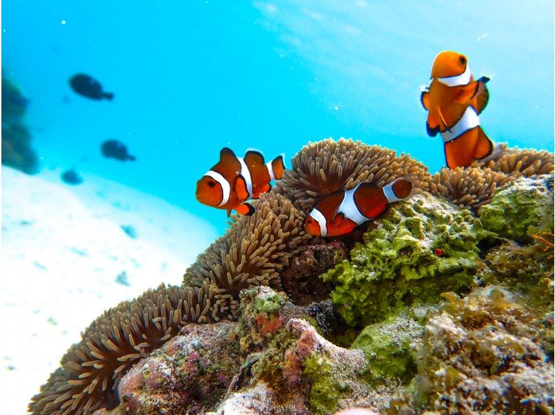 ☆春休み企画！学生グループ割セール☆【送迎無料やバスタオル貸出あり】セットでお得なシュノーケルツアー&クリアＳＵＰ体験☆【宮古島・沖縄】の紹介画像