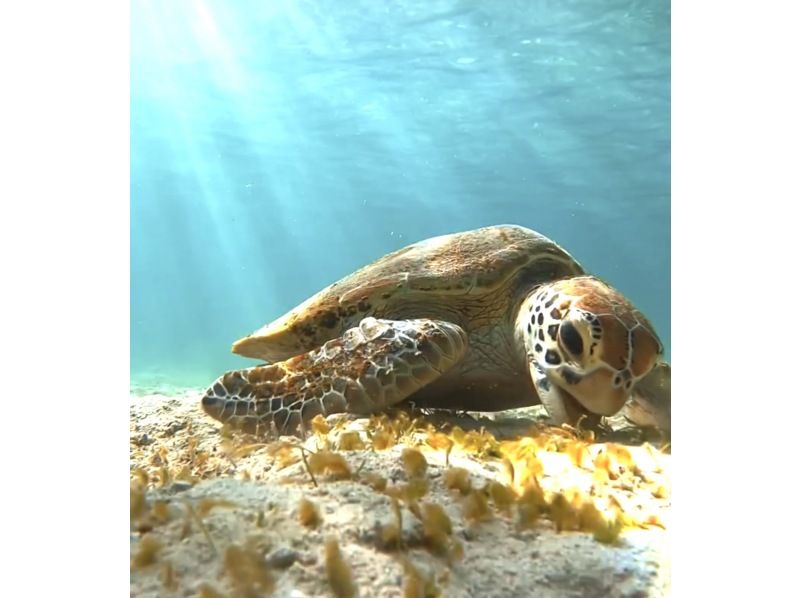 ☆春休み企画！学生グループ割セール＆送迎無料！☆感動のシュノーケリングツアー〜美しい珊瑚礁や様々な生き物を堪能〜【宮古島・沖縄】の紹介画像