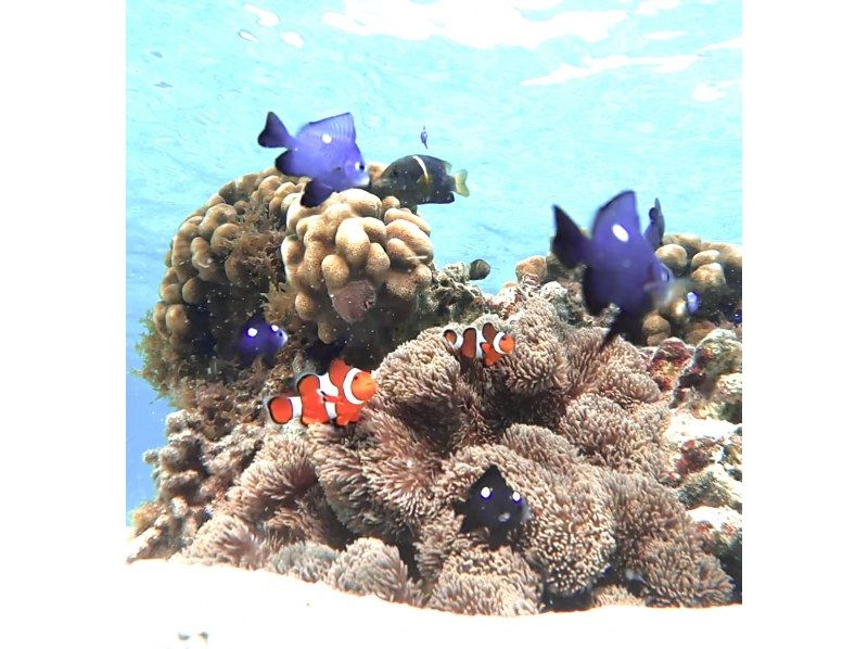 ☆春休み企画！学生グループ割セール＆送迎無料！☆感動のシュノーケリングツアー〜美しい珊瑚礁や様々な生き物を堪能〜【宮古島・沖縄】の紹介画像