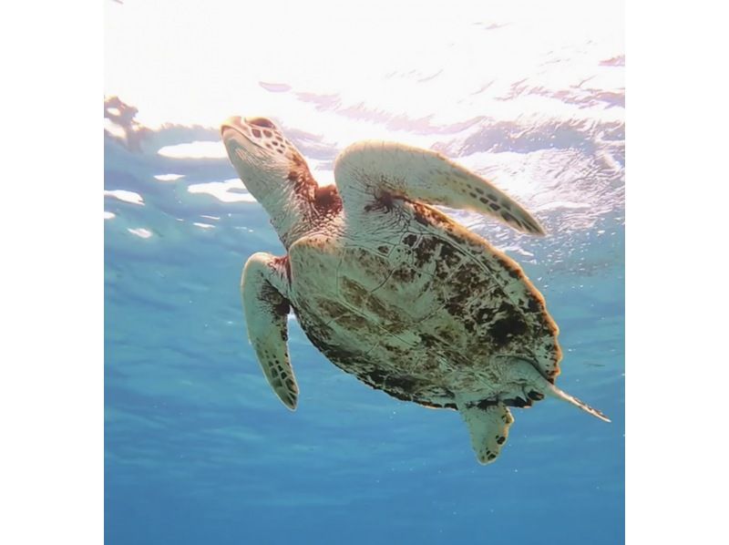 ☆春休み企画！学生グループ割セール＆送迎無料！☆感動のシュノーケリングツアー〜美しい珊瑚礁や様々な生き物を堪能〜【宮古島・沖縄】の紹介画像