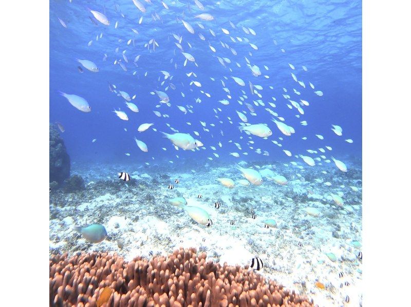 ☆春休み企画！学生グループ割セール＆送迎無料！☆感動のシュノーケリングツアー〜美しい珊瑚礁や様々な生き物を堪能〜【宮古島・沖縄】の紹介画像