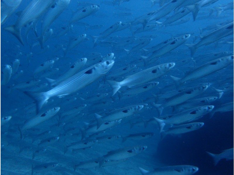 【静岡 伊豆高原】PADIオープンウォーターコース（ライセンス取得コース）の紹介画像