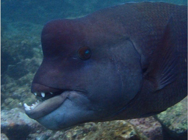 【静岡 伊豆高原】PADIオープンウォーターコース（ライセンス取得コース）の紹介画像