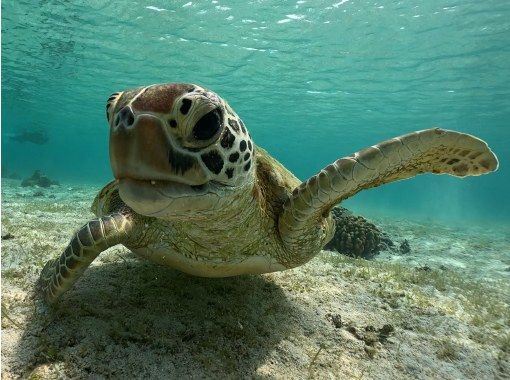 【宮古島】〈ウミガメ探索シュノーケリング〉遭遇率99%【写真データ/レンタル無料】直前予約OK!ヒルトン宮古島プール・ランチブッフェ割引券付 【宮古島】〈ウミガメ探索シュノーケリング〉遭遇率99%【写真データ/レンタル無料】直前予約OK!ヒルトン宮古島プール・ランチブッフェ割引券付