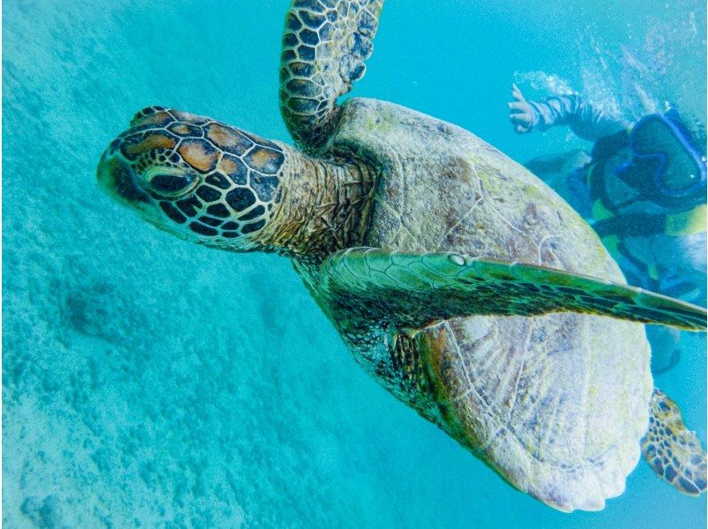 【宮古島】〈ウミガメ探索シュノーケリング〉【写真データ/レンタル無料】直前予約OK！の紹介画像