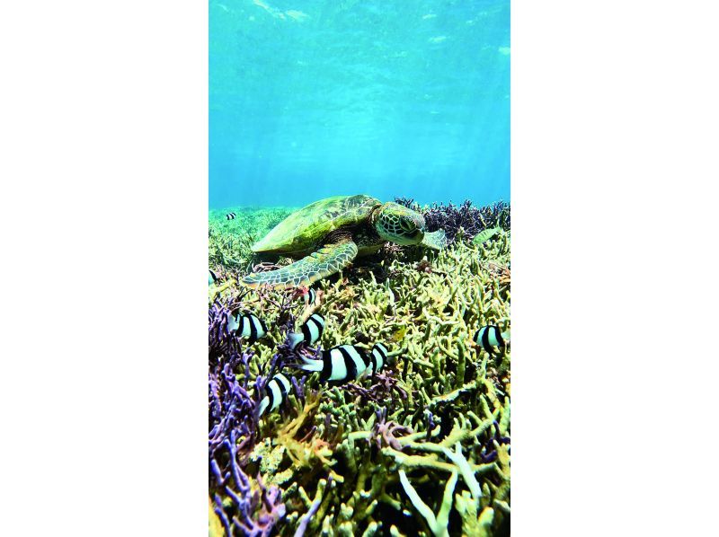 【宮古島】〈ウミガメ探索シュノーケリング〉【写真データ/レンタル無料】直前予約OK！の紹介画像