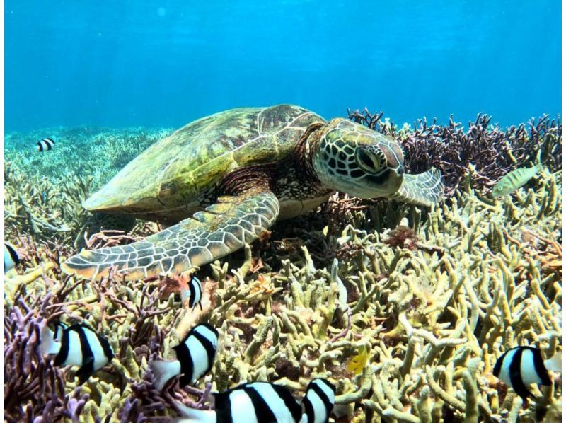 【宮古島】〈ウミガメ探索シュノーケリング〉【写真データ/レンタル無料】直前予約OK！の紹介画像
