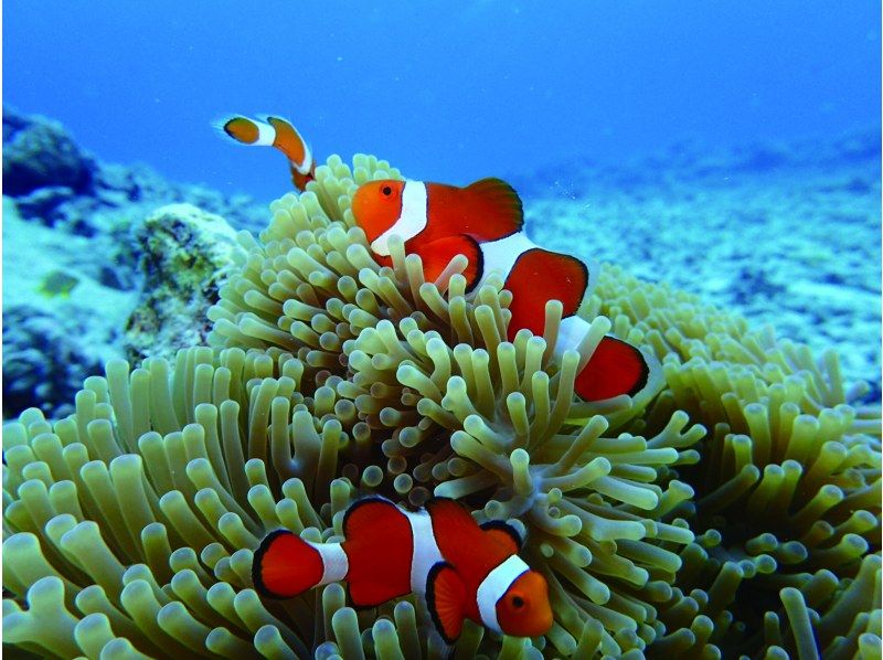 【宮古島】〈ウミガメ探索シュノーケリング〉【写真データ/レンタル無料】直前予約OK！の紹介画像