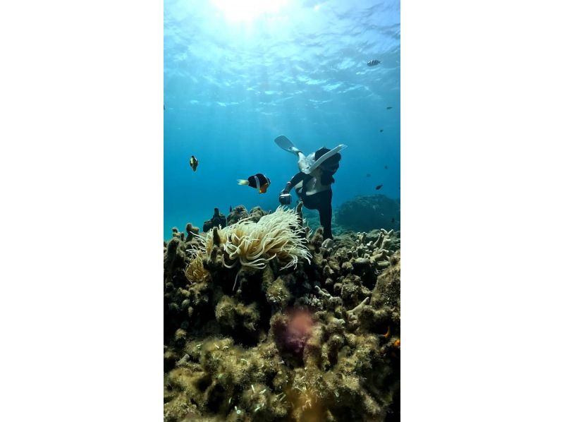 【宮古島】〈ウミガメ探索シュノーケリング〉【写真データ/レンタル無料】直前予約OK！の紹介画像