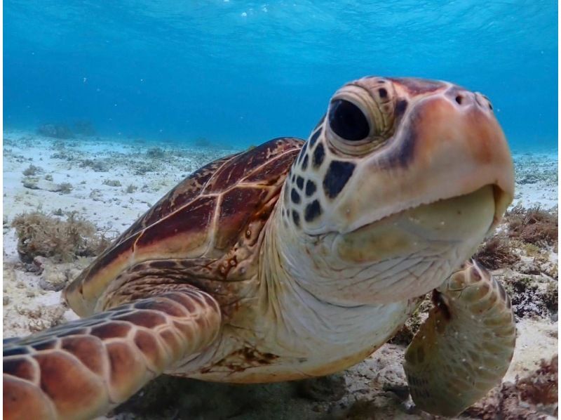 【宮古島】〈ウミガメ探索シュノーケリング〉【写真データ/レンタル無料】直前予約OK！の紹介画像