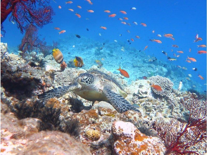 【宮古島】〈ウミガメ探索シュノーケリング〉【写真データ/レンタル無料】直前予約OK！の紹介画像