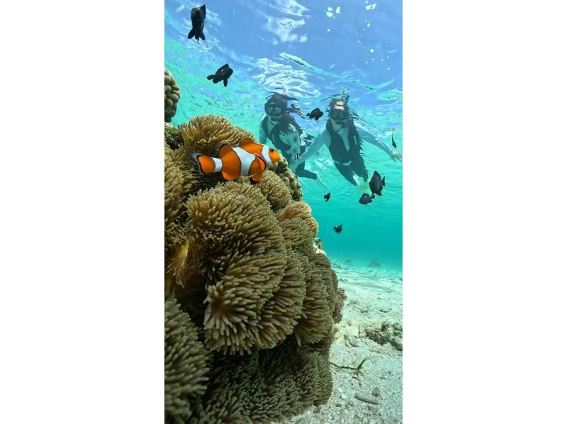 【宮古島】〈ウミガメ探索シュノーケリング 〉60歳～75歳の方だけの安心ツアー！【写真データ/レンタル無料】直前予約OK！の紹介画像