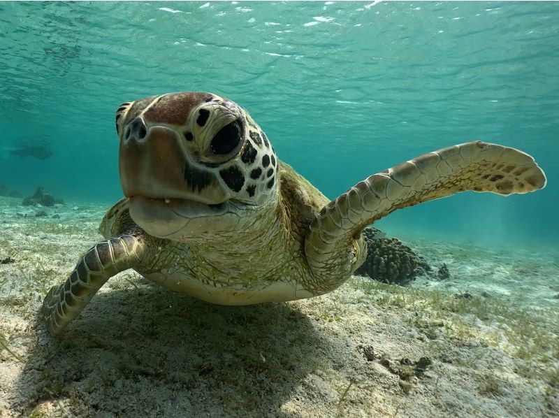 【宮古島】〈ウミガメ探索シュノーケリング 〉60歳～75歳の方だけの安心ツアー！【写真データ/レンタル無料】直前予約OK！の紹介画像