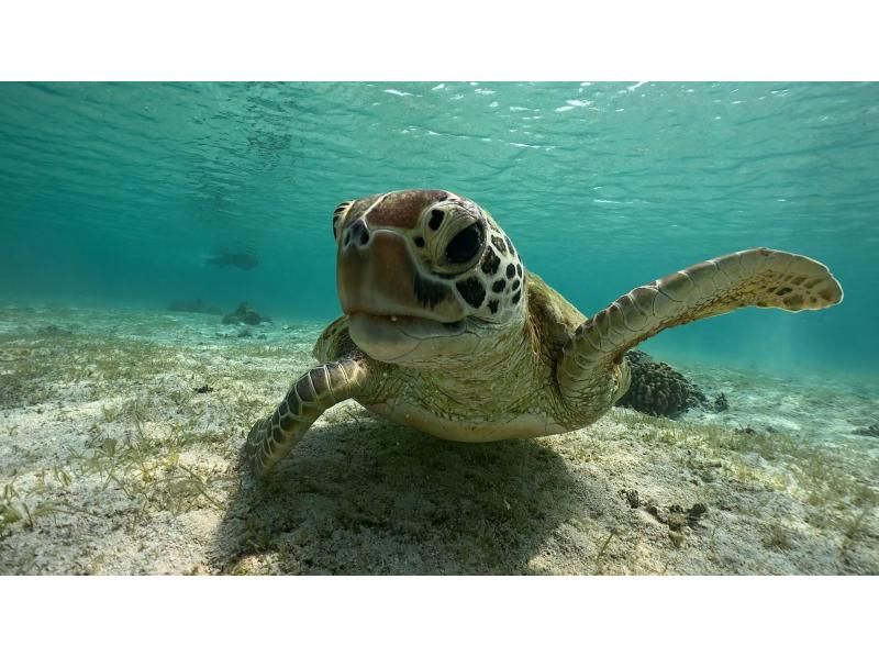 【宮古島】〈ウミガメ探索シュノーケリング 〉60歳～75歳の方だけの安心ツアー！【写真データ/レンタル無料】直前予約OK！の紹介画像