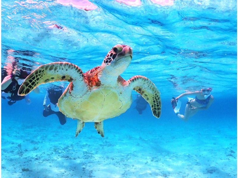 【宮古島】〈ウミガメ探索シュノーケリング 〉60歳～75歳の方だけの安心ツアー！【写真データ/レンタル無料】直前予約OK！の紹介画像