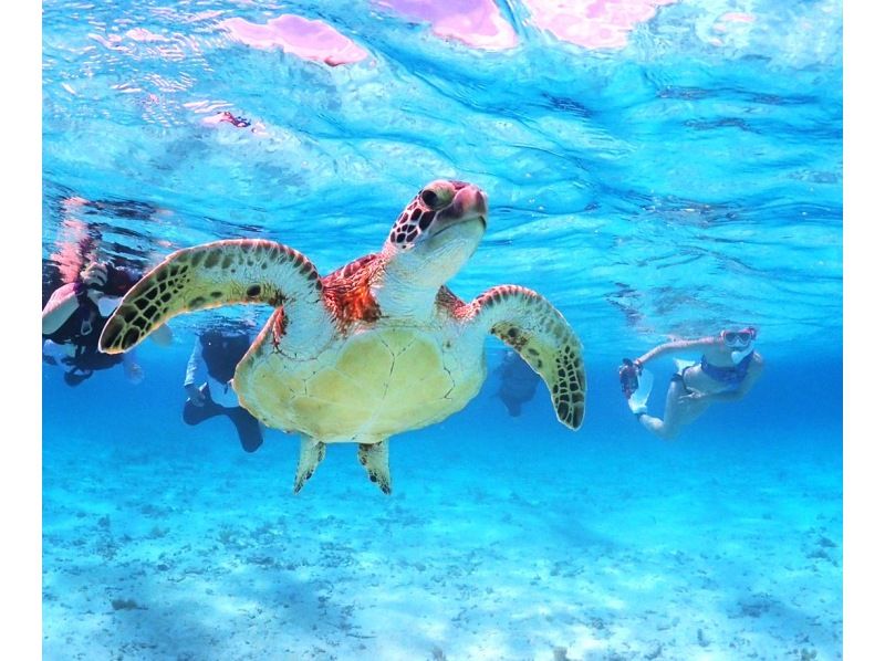 【宮古島】〈ウミガメ探索シュノーケリング 〉60歳～75歳の方だけの安心ツアー！【写真データ/レンタル無料】直前予約OK！の紹介画像