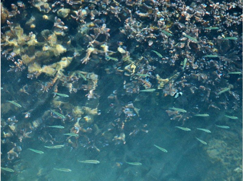 【宮古島】〈ピキャズSUPツアー〉パワースポット【写真データ/レンタル無料】直前予約OK！の紹介画像