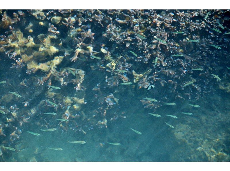 【宮古島】〈ピキャズカヤックツアー〉パワースポット【写真データ/レンタル無料】直前予約OK！の紹介画像