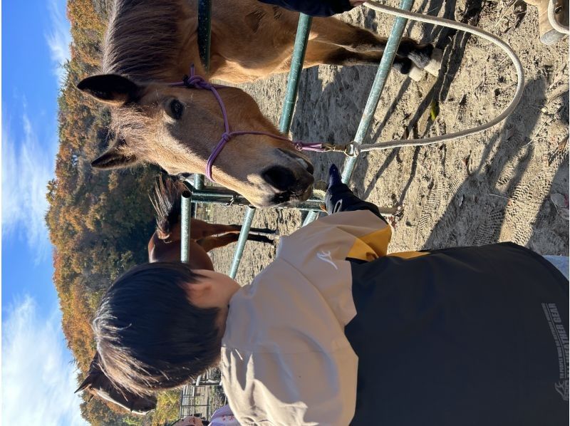 【宮城・奥松島】牧場体験プログラム　自然豊かな牧場で馬たちのお世話体験！の紹介画像