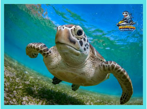 【宮古島・パイナガマビーチ】感動のシュノーケリング体験 【宮古島・パイナガマビーチ】感動のシュノーケリング体験