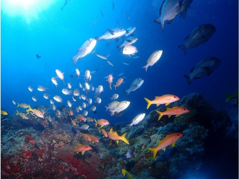 【那覇日帰り・ケラマ開催】ケラマ1日ボート体験ダイビング+スノーケリング　2ＤＩＶＥプランの紹介画像