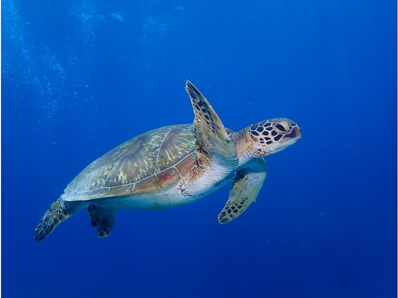 【那覇日帰り・ケラマ開催】ケラマ1日ボート体験ダイビング+スノーケリング　2ＤＩＶＥプランの紹介画像