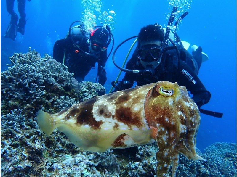 【那覇日帰り・ケラマ開催】ケラマ1日ボート体験ダイビング+スノーケリング　2ＤＩＶＥプランの紹介画像