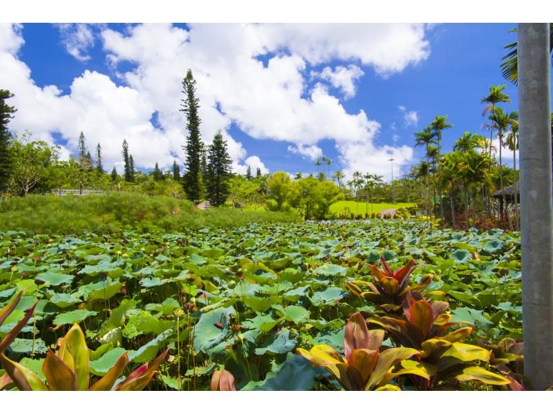 【那覇発/半日/AM便】★大人￥800もお得★ホエールウォッチング&東南植物楽園チケット付き！の紹介画像