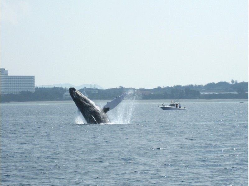 【那覇発/半日/PM便】★大人￥1,300もお得★ホエールウォッチング&東南植物楽園チケット付き！の紹介画像